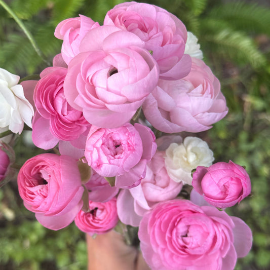 Ranunculus, Elegance Rosa Chiaro