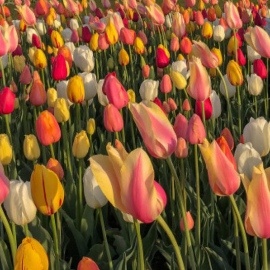 Tulip - Mixed French