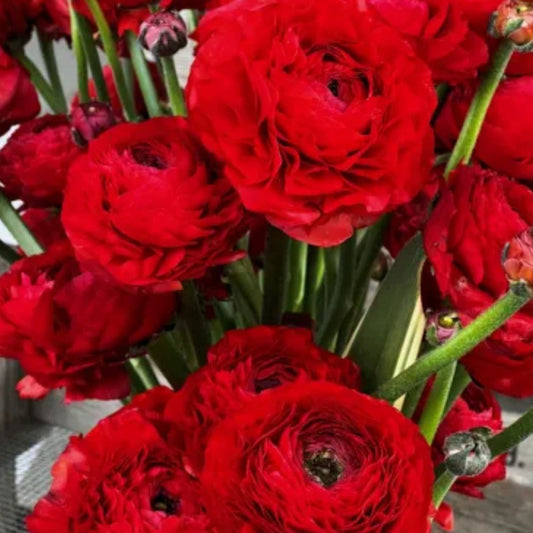 Ranunculus, Elegance Rosso