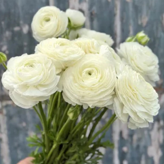 Ranunculus, Elegance Bianco
