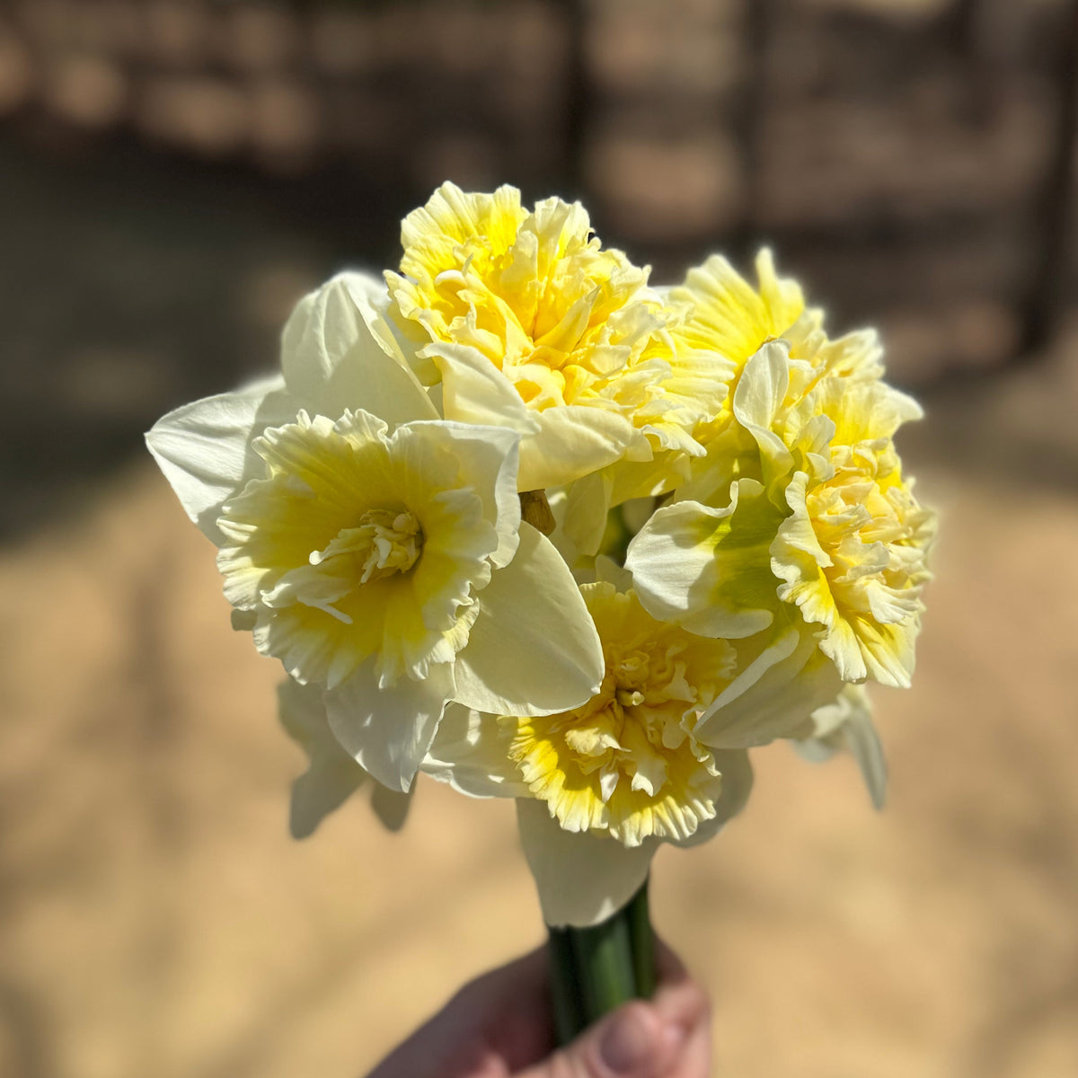 Daffodil - Ice King