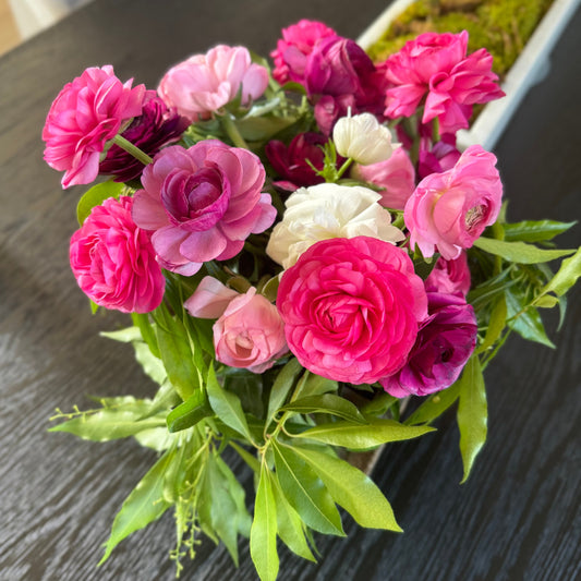 Ranunculus, Elegance Mixed Collection