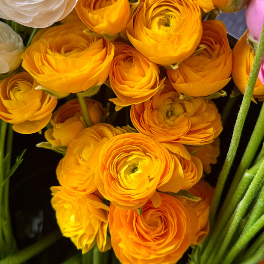 Ranunculus, Elegance Giallo