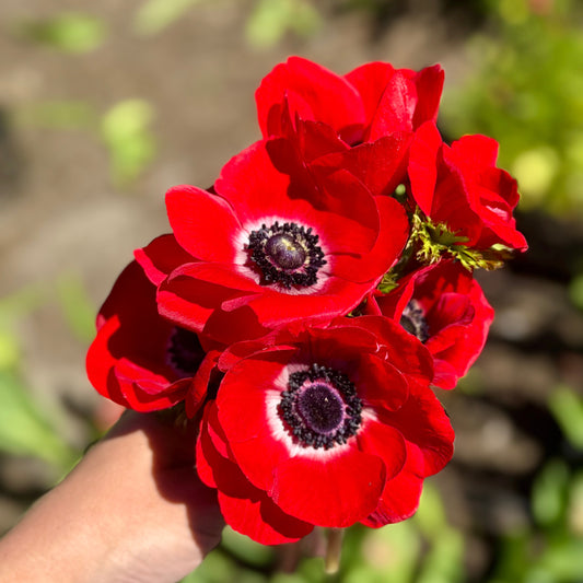 Anemone, Mistral Plus Rosso