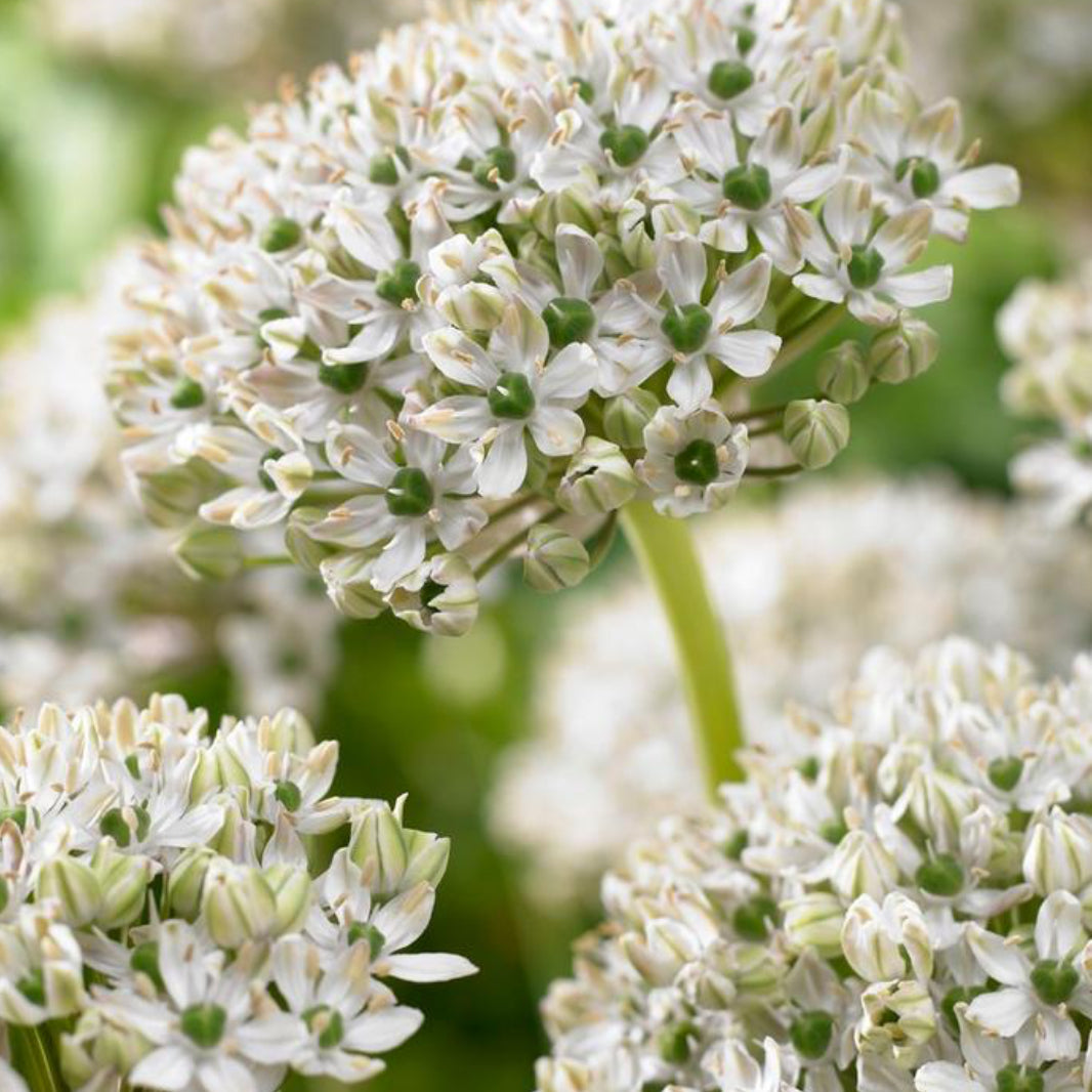 Allium - Mixed Pack