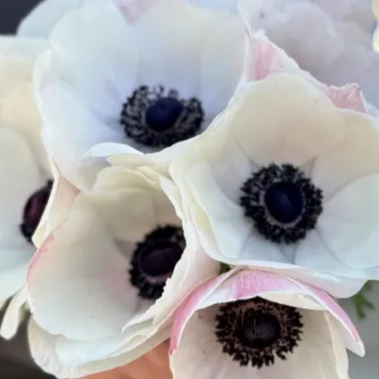 Anemone, Mistral Plus Panda Bianco