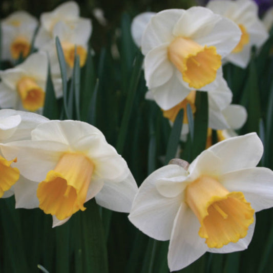 Daffodil - Salome