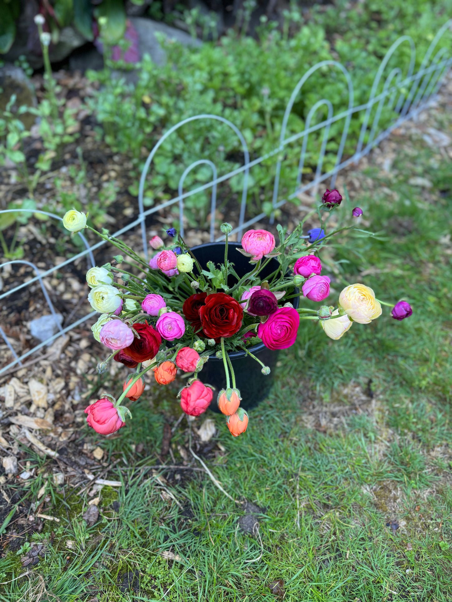 Bucket of Blooms