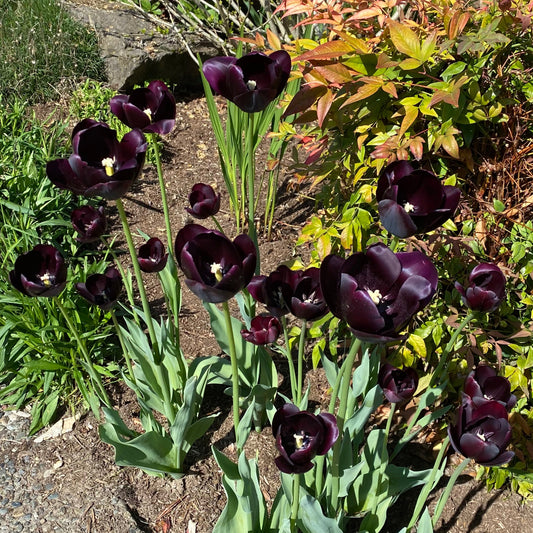 Tulip - Queen of the Night