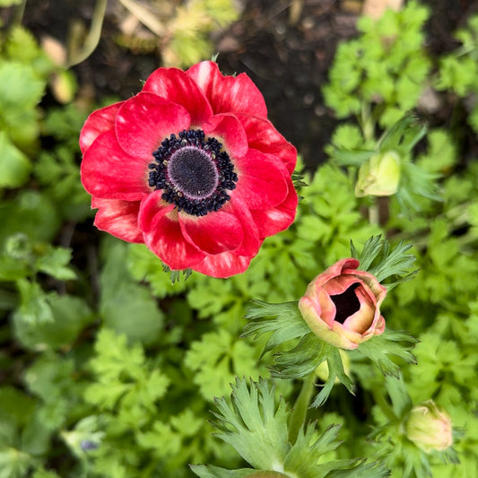 Anemone, Mistral Plus Rosa Shocking