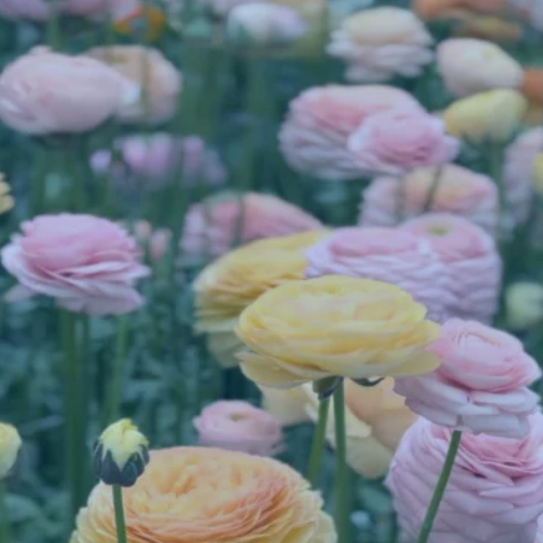 Ranunculus, Elegance La Dolce Vita Mix