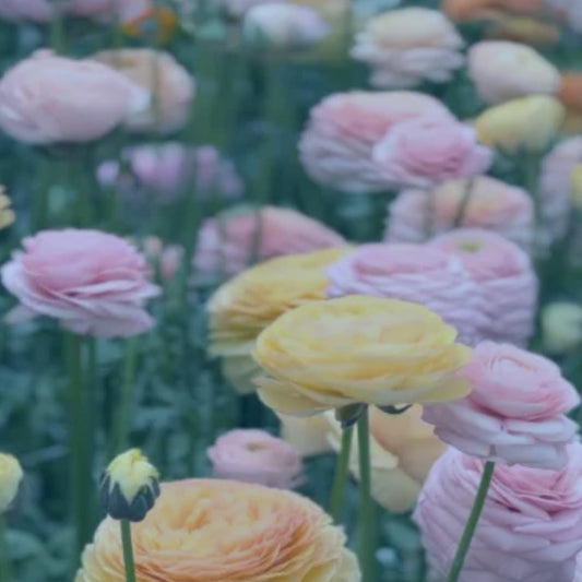 Ranunculus, Elegance La Dolce Vita Mix