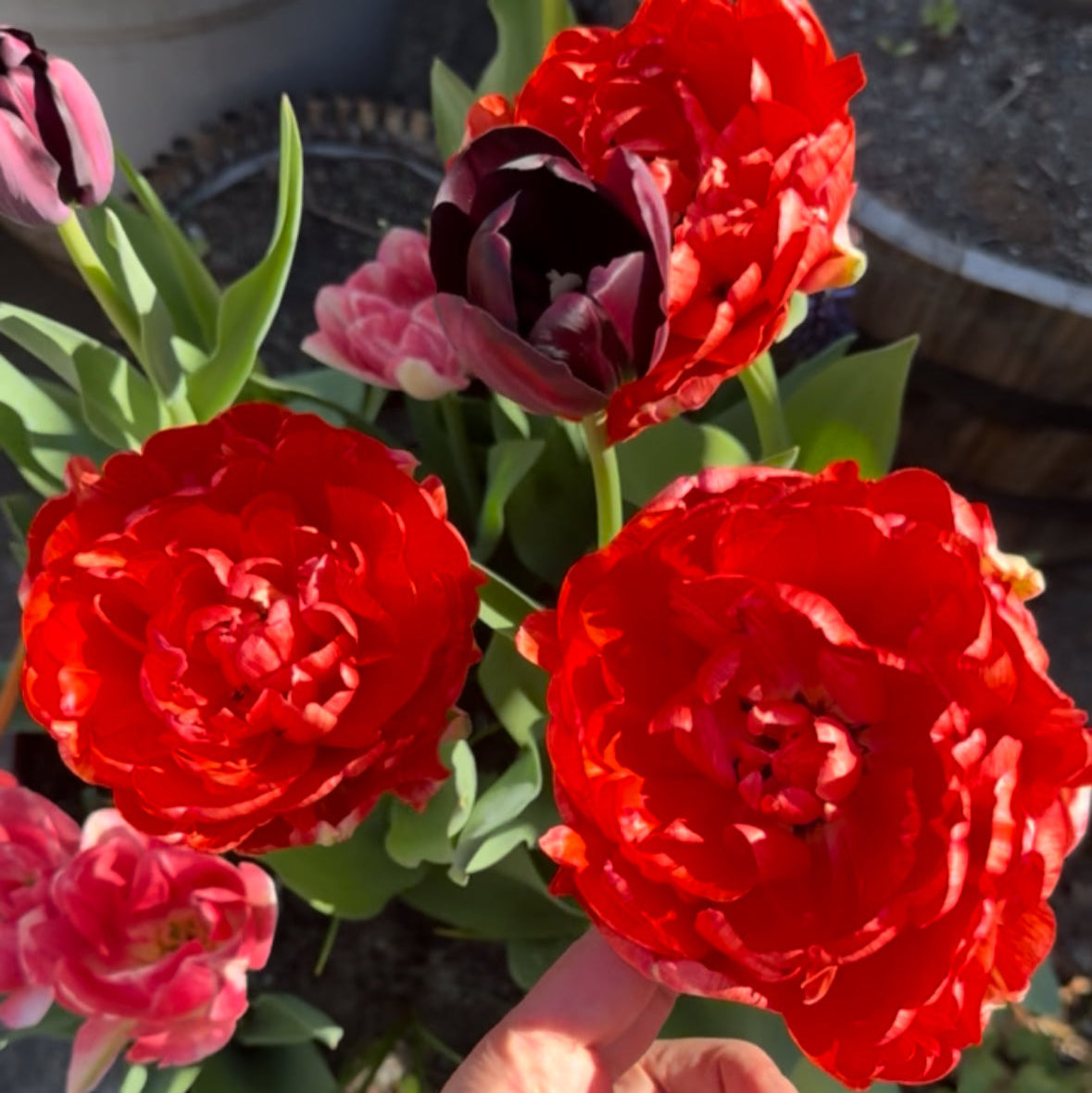 Tulip - Gudoshnik Double
