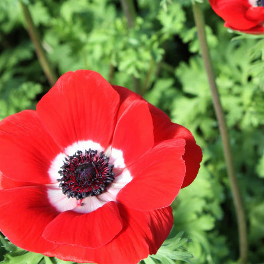 Anemone, Mistral Plus Rosso