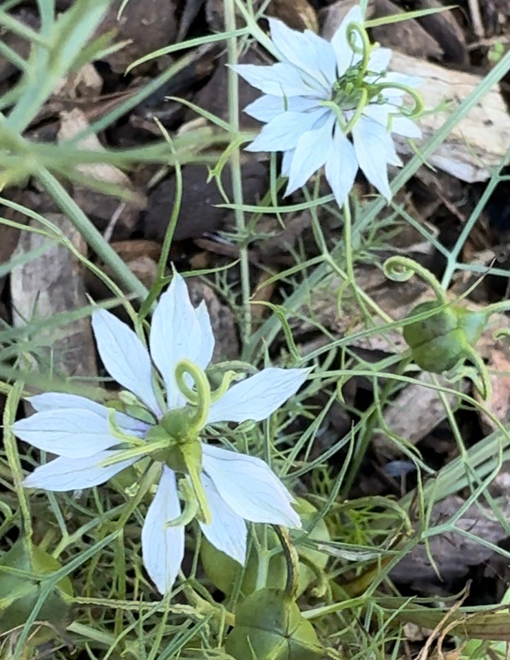 Nigella (Love-in-a-Mist) Seeds