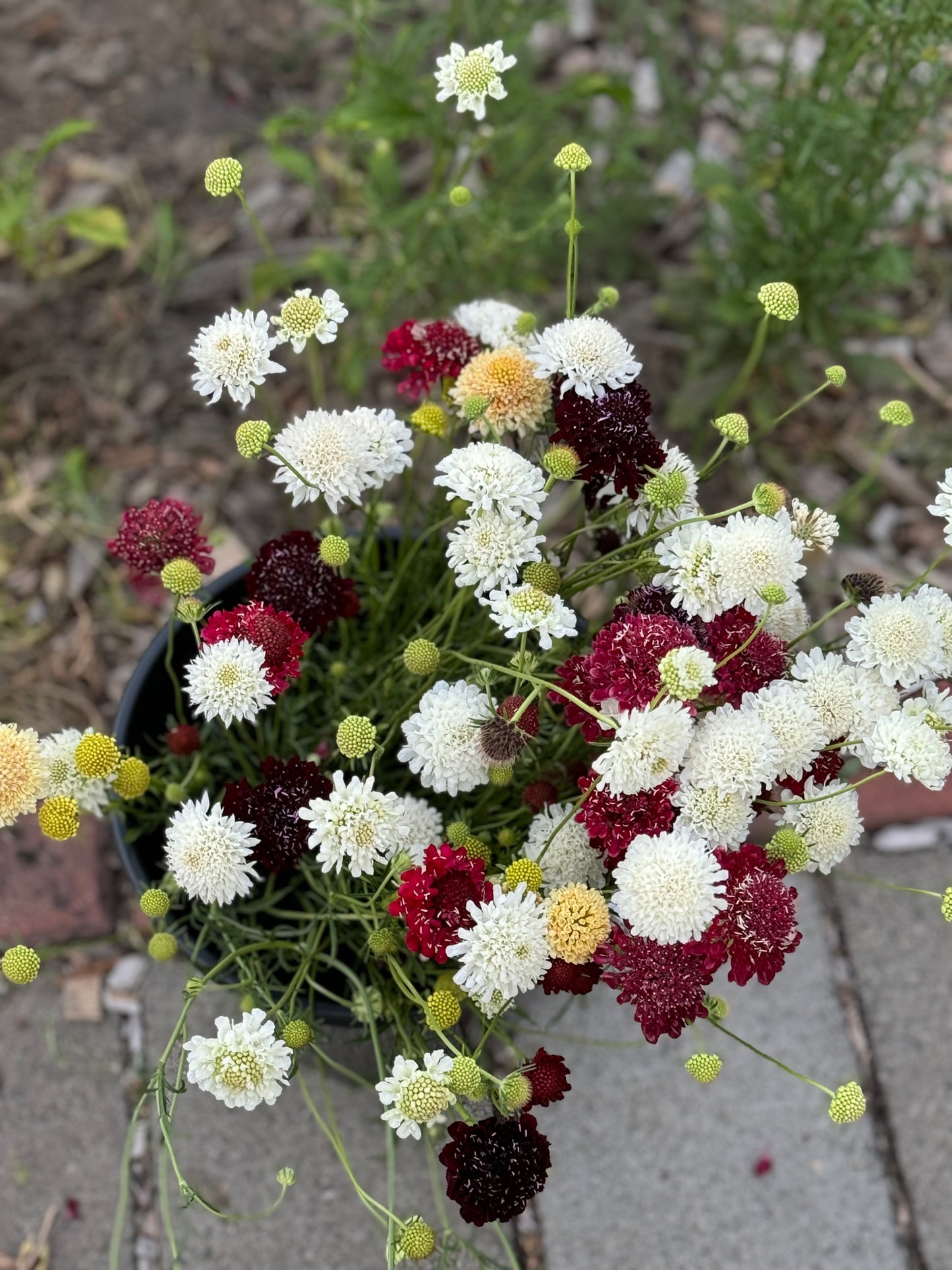 Bucket of Blooms