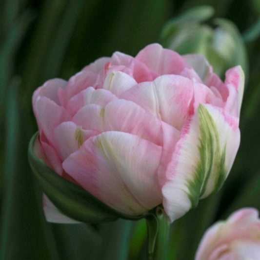 Tulip - Finola