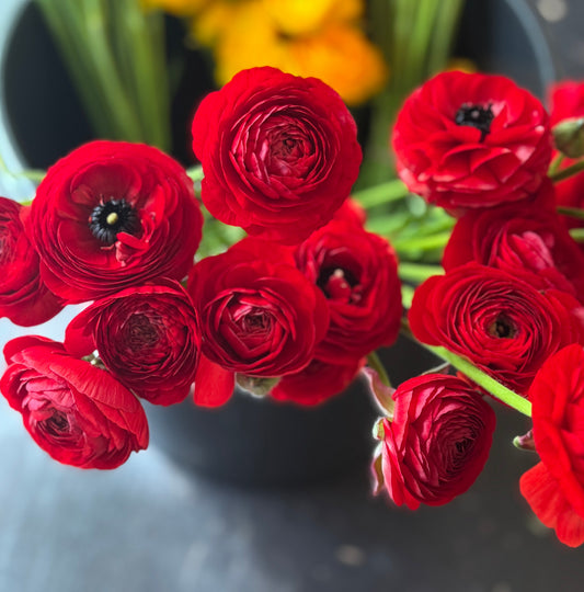 Ranunculus, Elegance Rosso