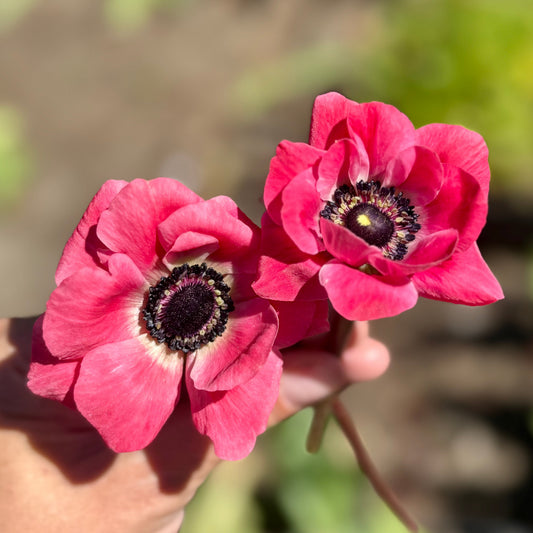 Anemone, Mistral Plus Rosa Shocking