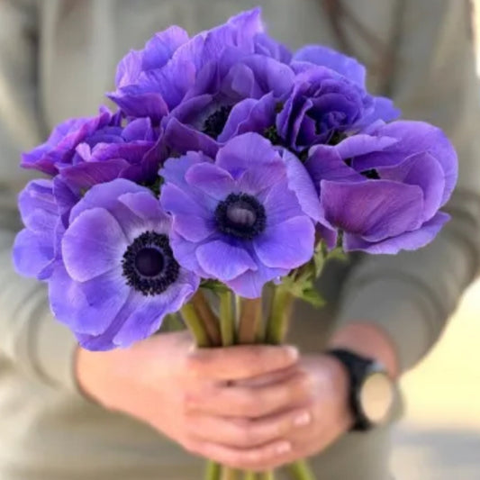 Anemone, Mistral Plus Blue