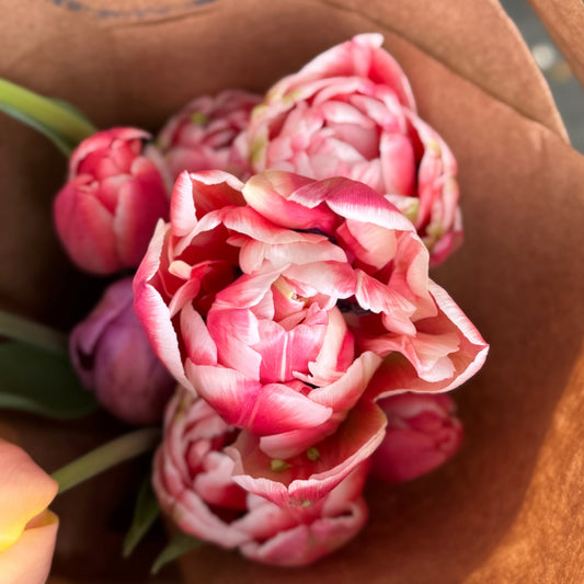 Tulip - Columbus