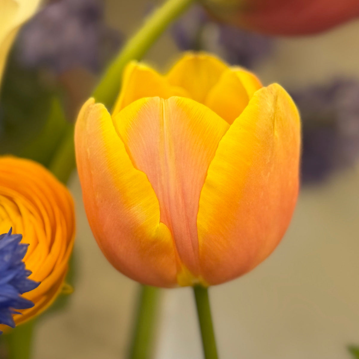 Tulip - Mango Charm