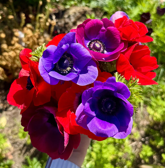 Anemone, Mistral Plus Mixed Collection