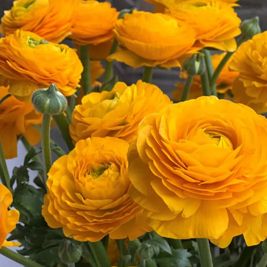 Ranunculus, Elegance Giallo