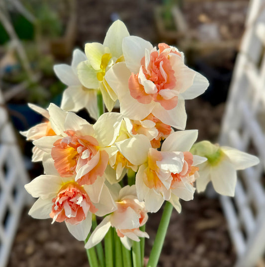 Daffodil - Candy Princess