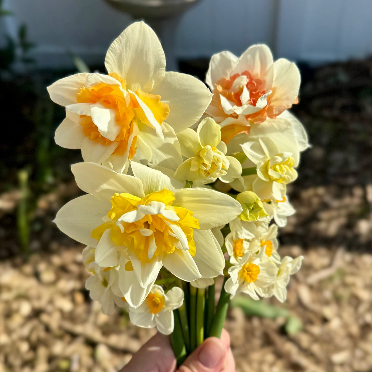 Daffodil - Mixed Pack