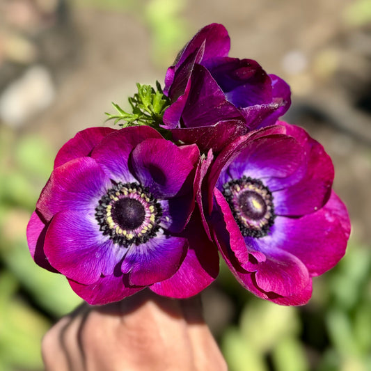 Anemone, Mistral Plus Grape