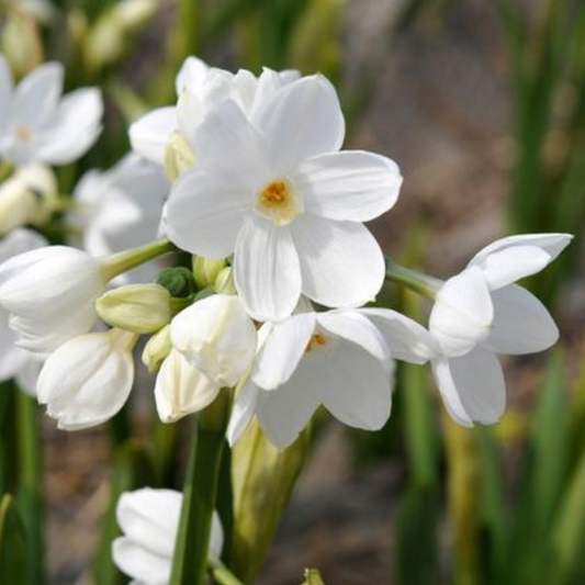 Paperwhite/Daffodil - Nir