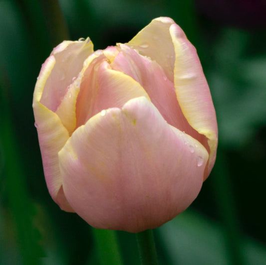 Tulip - Mango Charm
