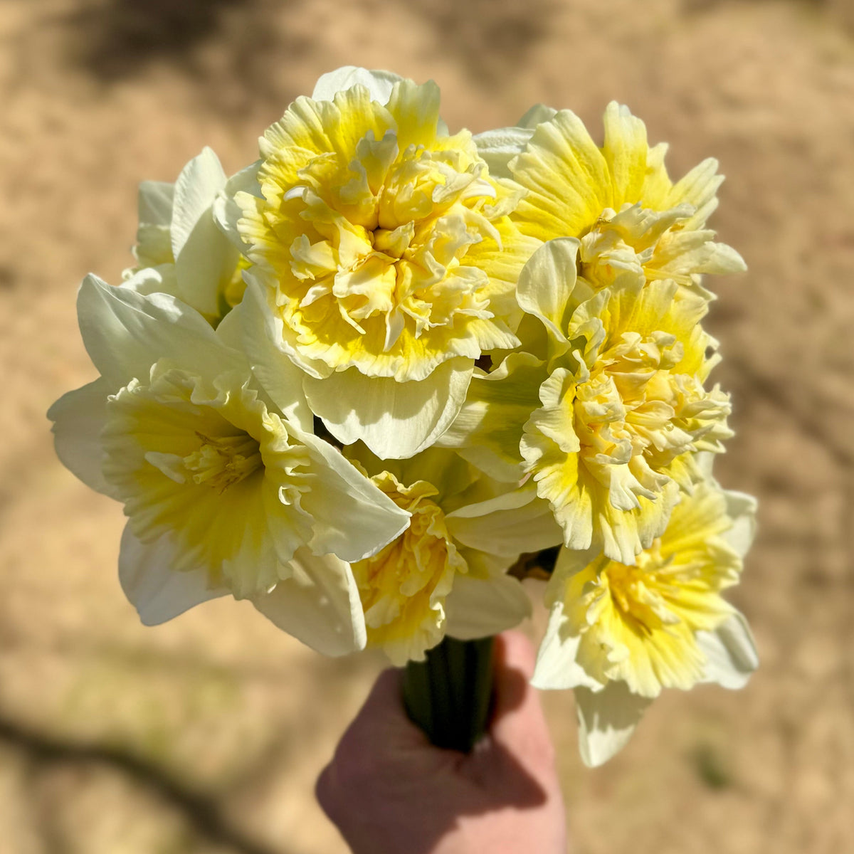 Daffodil - Ice King