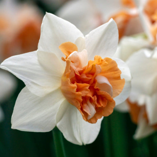 Daffodil - Candy Princess