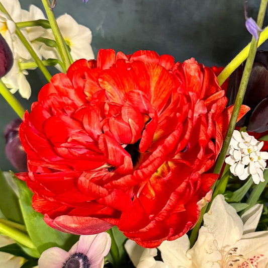 Tulip - Gudoshnik Double
