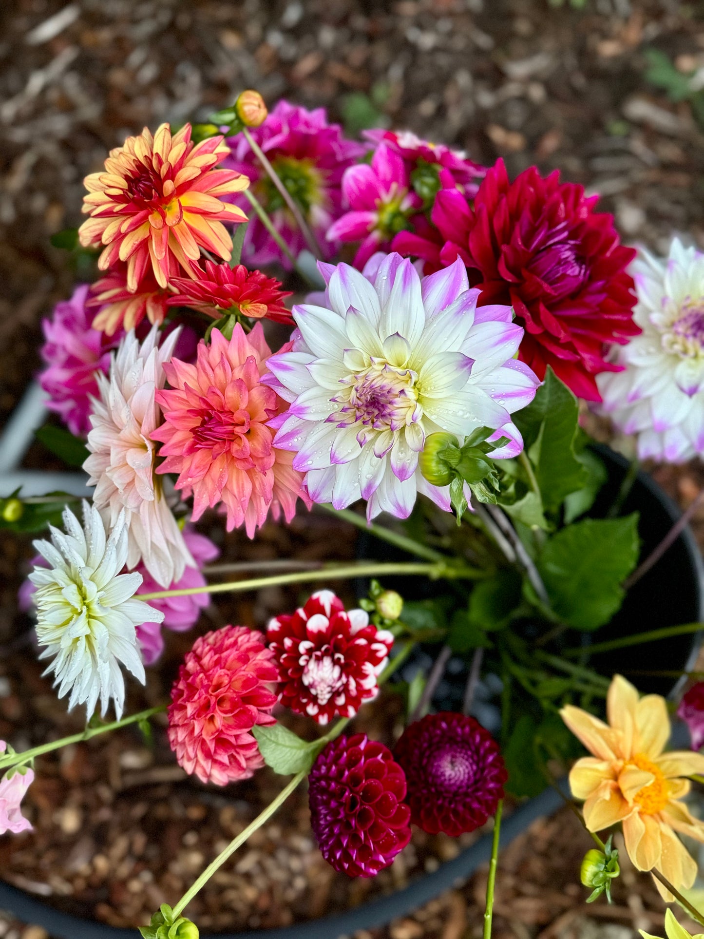 Bucket of Blooms