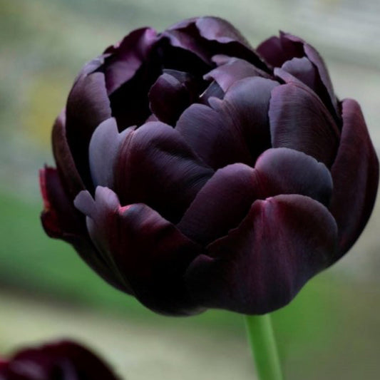 Tulip - Black Hero