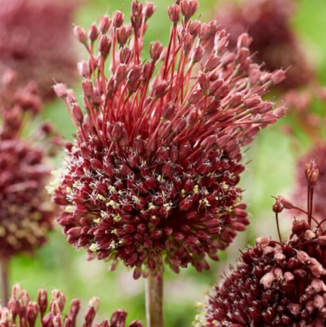 Allium - Mixed Pack
