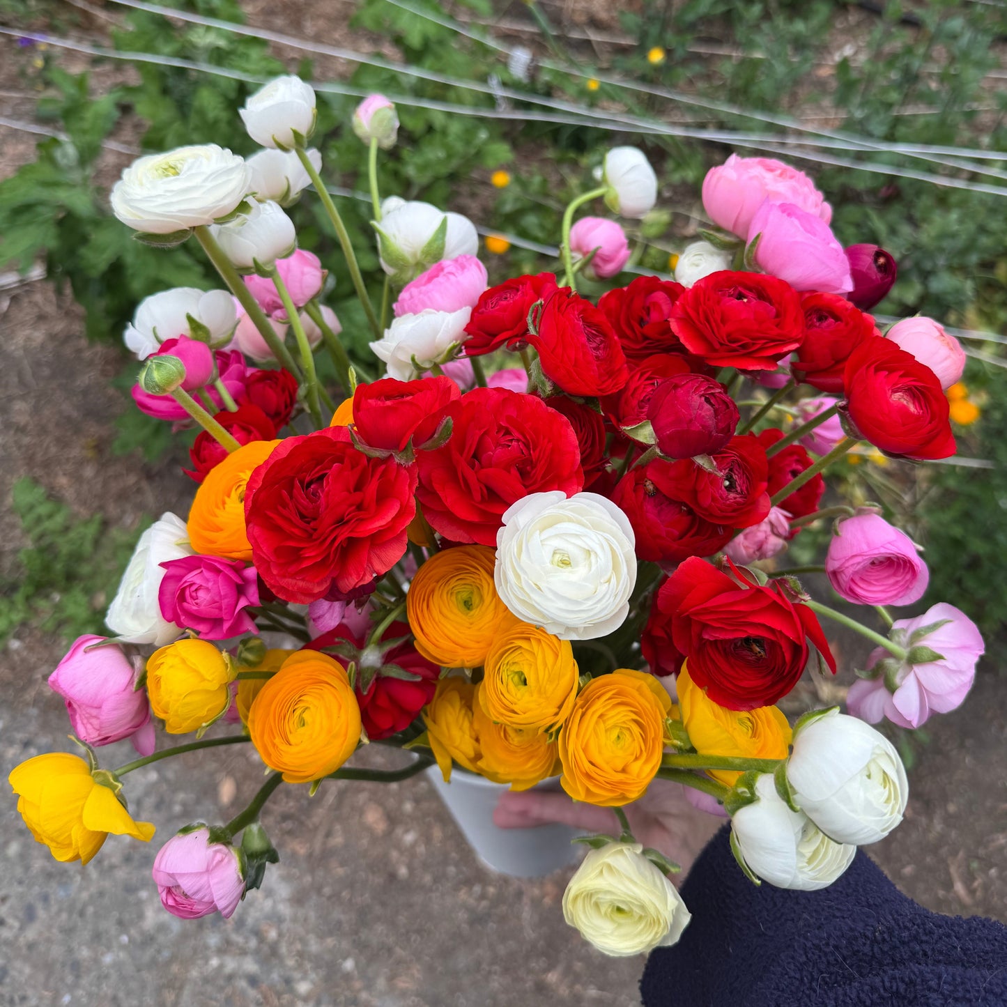 Ranunculus, Elegance Mixed Collection