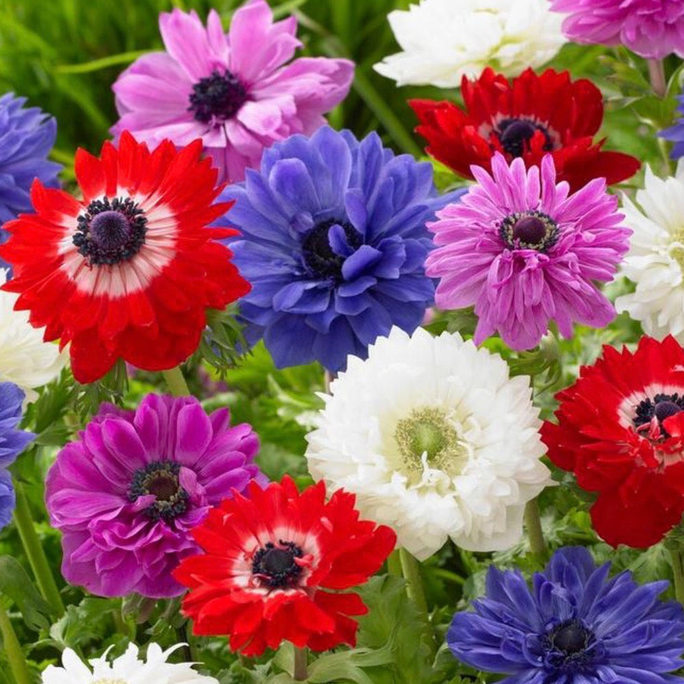 Anemone, St. Brigid Double Mixture