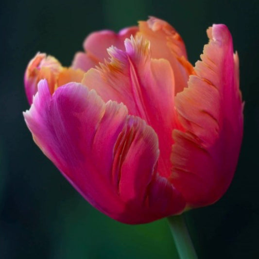 Tulip - Amazing Parrot