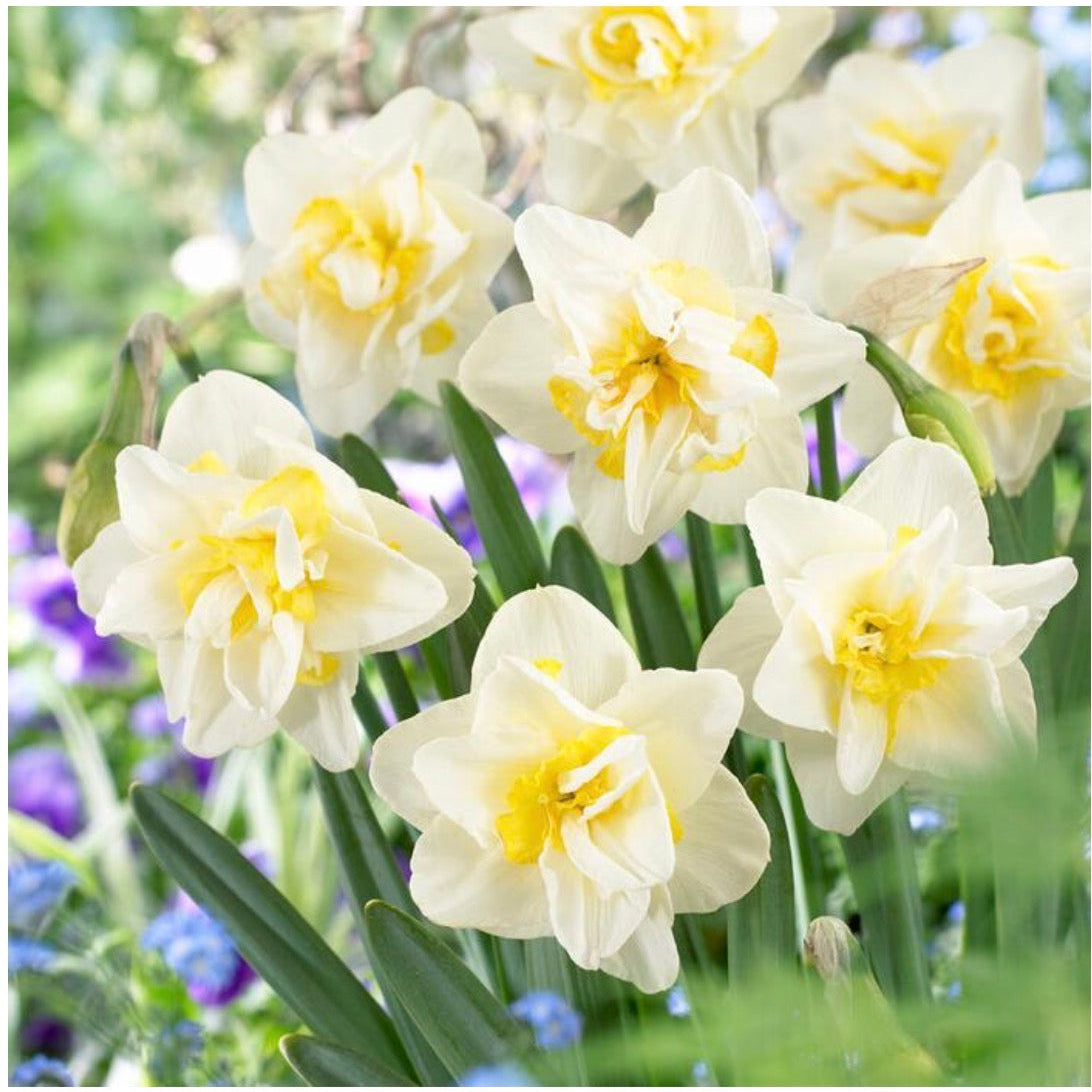 Daffodil - White Lion